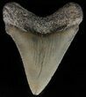 Serrated, Juvenile Megalodon Tooth - Georgia #59216-1